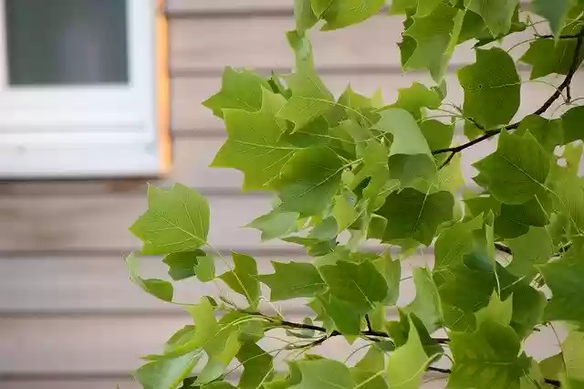 Free download Foliage House -  free photo or picture to be edited with GIMP online image editor