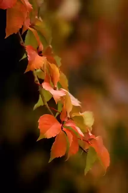 Free download foliage plant autumn branch free picture to be edited with GIMP free online image editor