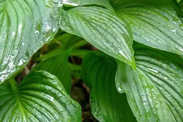 Free download Foliage Plant Rain free photo template to be edited with GIMP online image editor