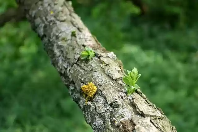 GIMP ഓൺലൈൻ ഇമേജ് എഡിറ്റർ ഉപയോഗിച്ച് എഡിറ്റ് ചെയ്യാനുള്ള Foliage Tree Nature സൗജന്യ ഫോട്ടോ ടെംപ്ലേറ്റ് ഡൗൺലോഡ് ചെയ്യുക