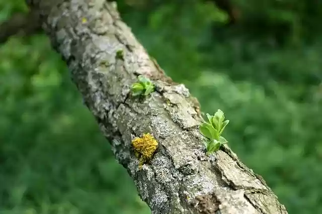 免费下载树叶树自然免费照片模板，使用 GIMP 在线图像编辑器进行编辑