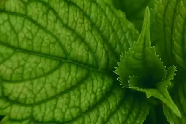 Free download foliage veins hydrangea green free picture to be edited with GIMP free online image editor