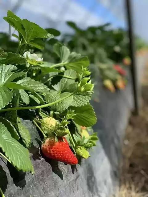 免费下载 Food Strawberry Fruit - 可使用 GIMP 在线图像编辑器编辑的免费照片或图片