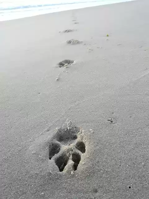 Free download Footprint Dog Human -  free photo or picture to be edited with GIMP online image editor