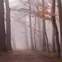 Forest along the road  screen for extension Chrome web store in OffiDocs Chromium