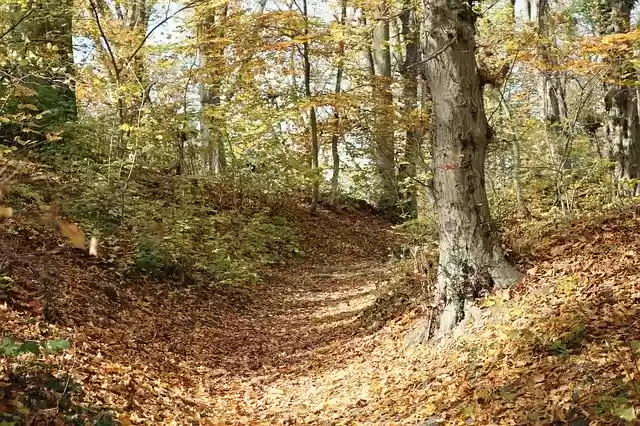 Free download Forest Autumn Leaves -  free photo or picture to be edited with GIMP online image editor