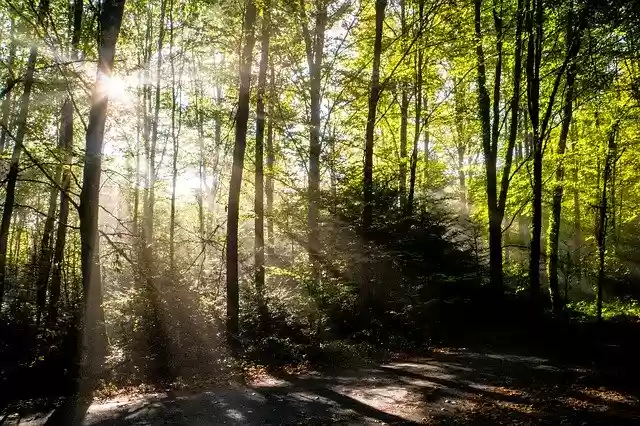 Free download Forest Autumn Sunbeam -  free photo or picture to be edited with GIMP online image editor