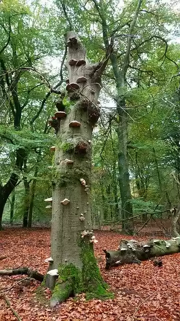 Free download Forest Autumn Tree -  free photo or picture to be edited with GIMP online image editor