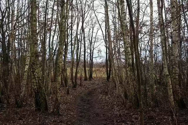 Free download Forest Away Path -  free free photo or picture to be edited with GIMP online image editor