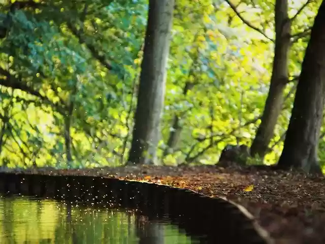 Free download Forest Bach Leaves -  free photo or picture to be edited with GIMP online image editor