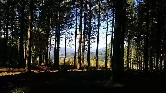 Free download Forest Bavarian Glade -  free photo or picture to be edited with GIMP online image editor