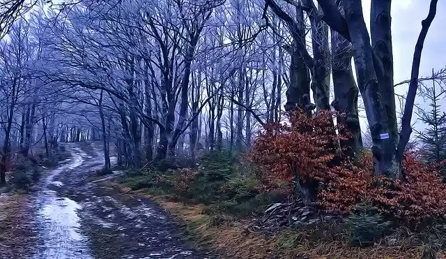 הורדה חינם של Forest Beeches Way איור חינם לעריכה עם עורך התמונות המקוון GIMP