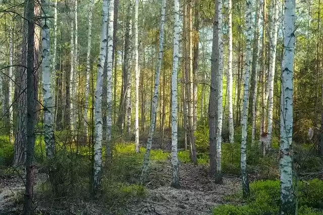 Free download Forest Birch Eco-Friendly -  free photo or picture to be edited with GIMP online image editor