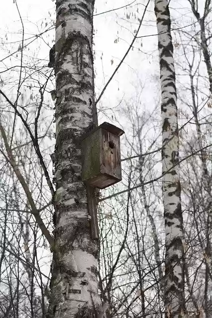 Free download Forest Birds Nature -  free photo or picture to be edited with GIMP online image editor