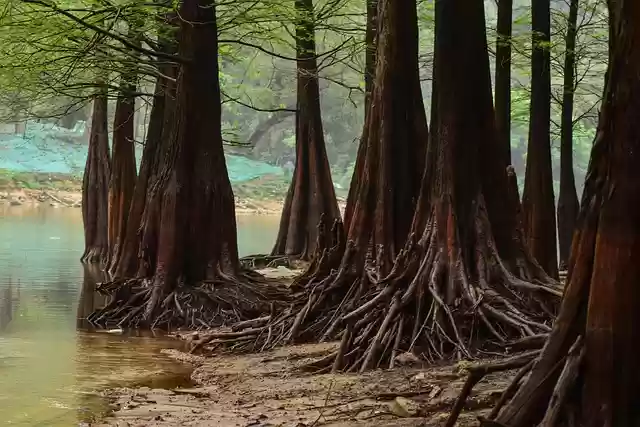 Free download forest by the lake trees free picture to be edited with GIMP free online image editor