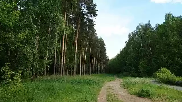 Muat turun percuma Forest City Trail - foto atau gambar percuma untuk diedit dengan editor imej dalam talian GIMP