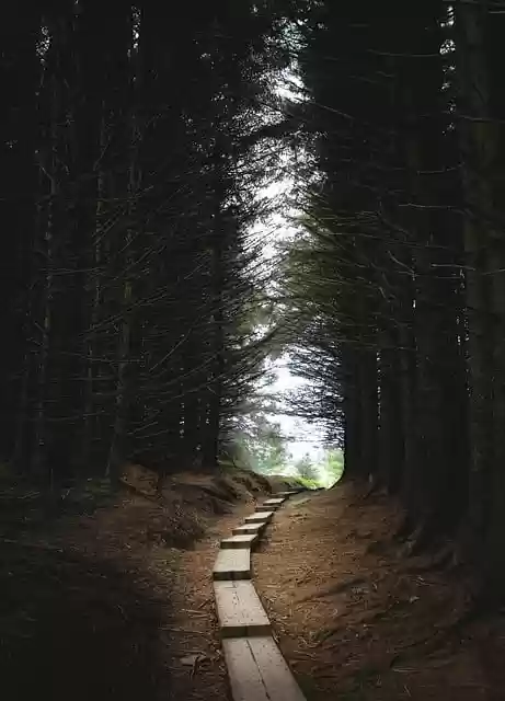 Free download forest dark path ireland trees free picture to be edited with GIMP free online image editor