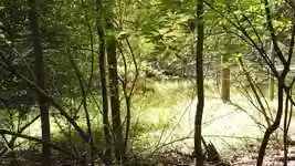 Free download Forest Deer Nature -  free video to be edited with OpenShot online video editor