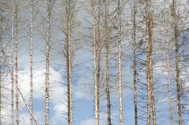 Free download forest dieback dryness free picture to be edited with GIMP free online image editor