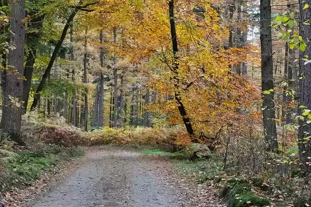 Free download Forest Dutch Netherlands -  free photo or picture to be edited with GIMP online image editor