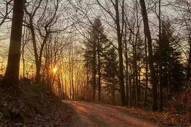 Free download Forest Evening Sun -  free photo or picture to be edited with GIMP online image editor