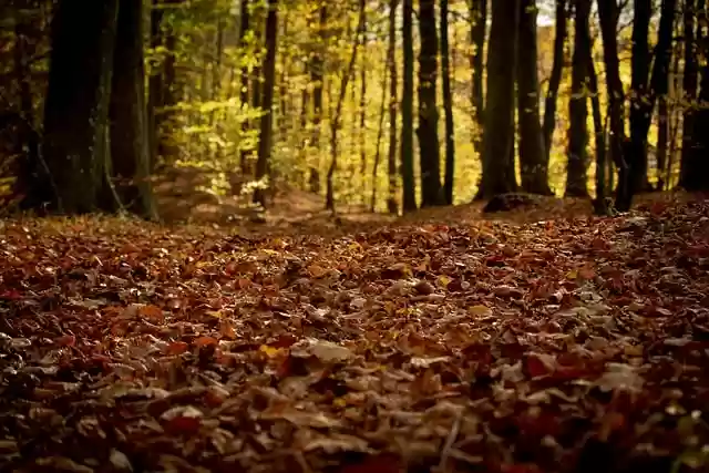 Free download forest fall landscape trees blade free picture to be edited with GIMP free online image editor