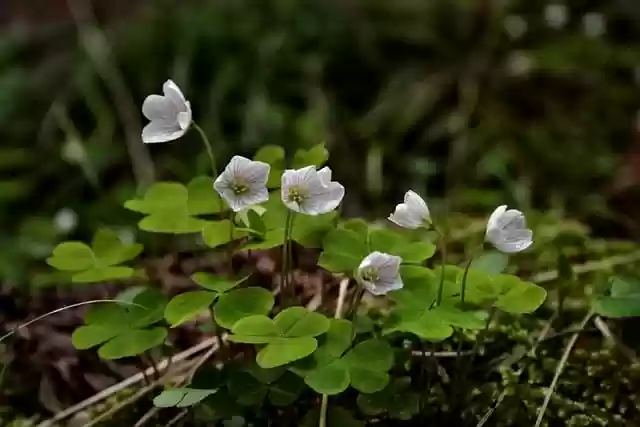 Free download forest floor four leaf clover sorrel free picture to be edited with GIMP free online image editor