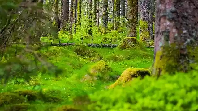Free download Forest Floor Trees -  free photo or picture to be edited with GIMP online image editor