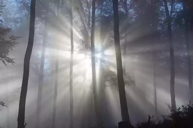 Free download Forest Fog Trees -  free free photo or picture to be edited with GIMP online image editor
