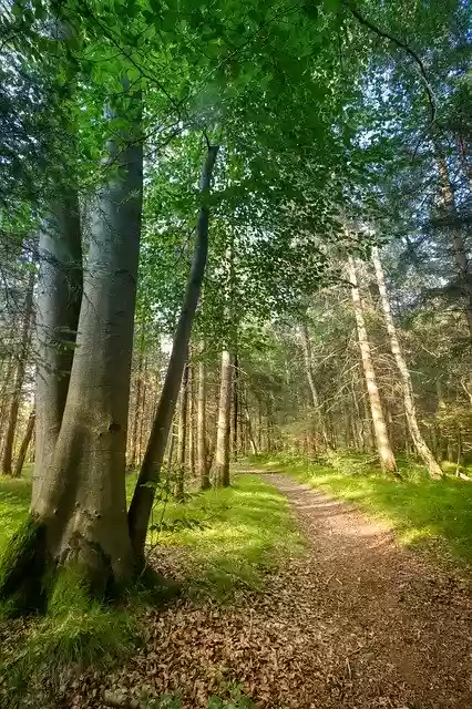 Free download Forest Glade Away -  free photo or picture to be edited with GIMP online image editor