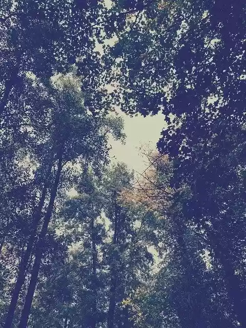 Free download Forest Images Filter -  free photo or picture to be edited with GIMP online image editor