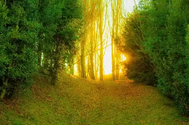 Free download Forest Input Fantasy -  free photo or picture to be edited with GIMP online image editor