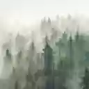 Forest in the Fog  screen for extension Chrome web store in OffiDocs Chromium