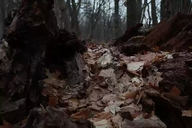 Free download Forest Landscape Leaves -  free photo or picture to be edited with GIMP online image editor