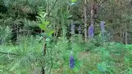 Free download Forest Landscape Nature -  free video to be edited with OpenShot online video editor