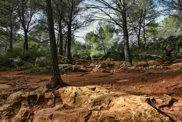 Free download forest landscape roche nature tree free picture to be edited with GIMP free online image editor