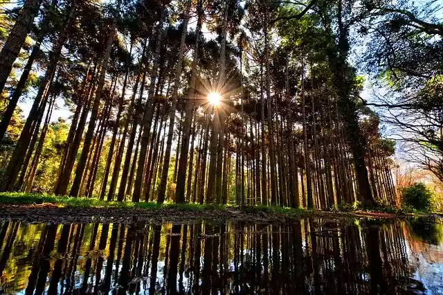Free download Forest Landscape Sun -  free photo or picture to be edited with GIMP online image editor