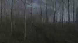 Free download Forest Light Energy -  free video to be edited with OpenShot online video editor