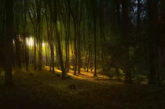 Free download Forest Light Landscape -  free photo or picture to be edited with GIMP online image editor