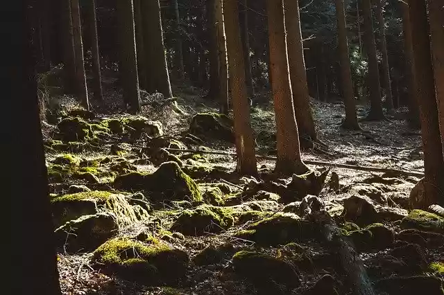 Free download Forest Mood Atmosphere -  free photo or picture to be edited with GIMP online image editor