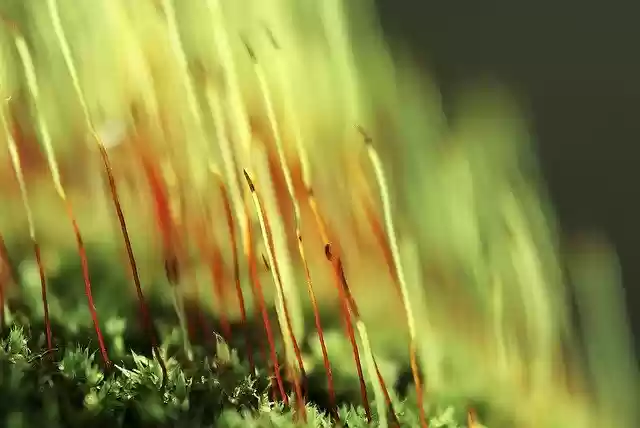 Free download Forest Moss Green free photo template to be edited with GIMP online image editor