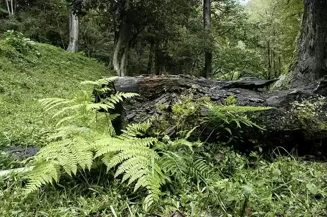 Free download Forest Moss Nature -  free photo or picture to be edited with GIMP online image editor