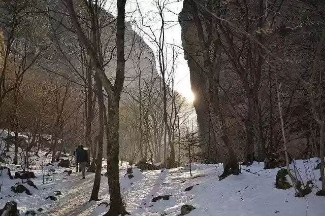 Free download Forest Mountains -  free photo or picture to be edited with GIMP online image editor