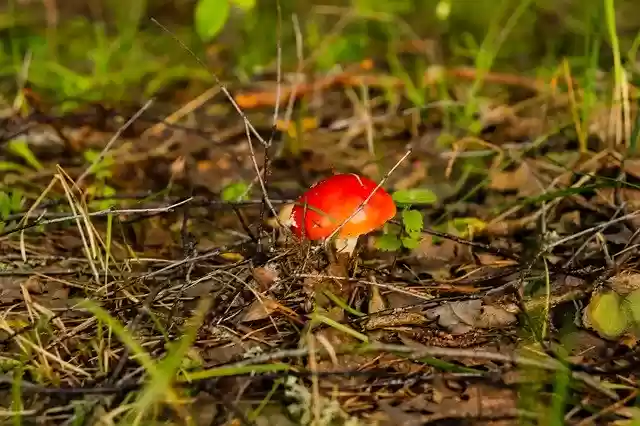 Free download Forest Mushroom Mushrooms -  free photo or picture to be edited with GIMP online image editor