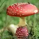 Forest mushrooms  screen for extension Chrome web store in OffiDocs Chromium