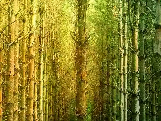 Free download Forest Mystical Nature -  free photo or picture to be edited with GIMP online image editor