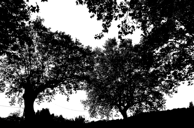 Free download Forest Nature Black -  free illustration to be edited with GIMP online image editor