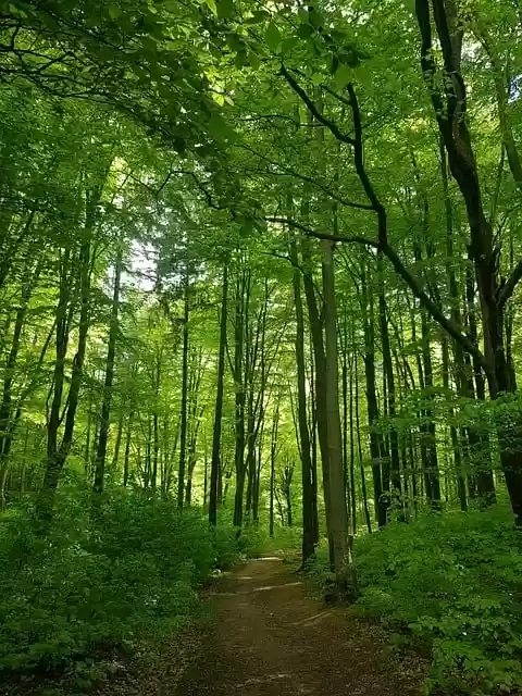 Free download forest nature landscape trees free picture to be edited with GIMP free online image editor