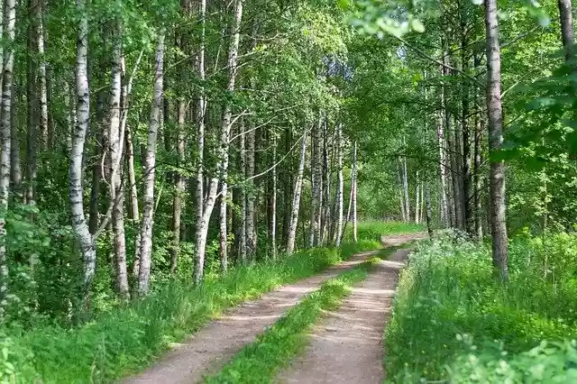 Muat turun percuma templat foto percuma Forest Nature Ne untuk diedit dengan editor imej dalam talian GIMP