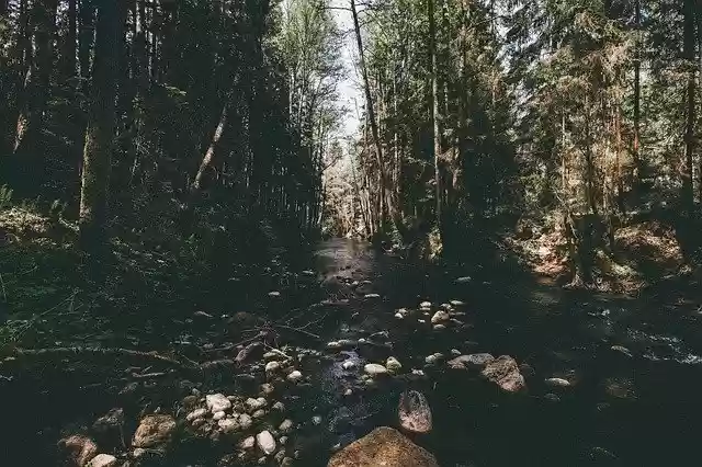 Free download Forest Nature River -  free free photo or picture to be edited with GIMP online image editor